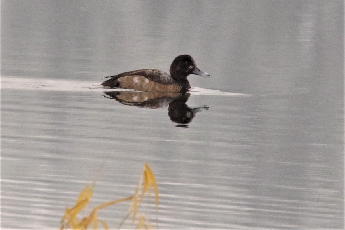 Greater Scaup - ML187507021