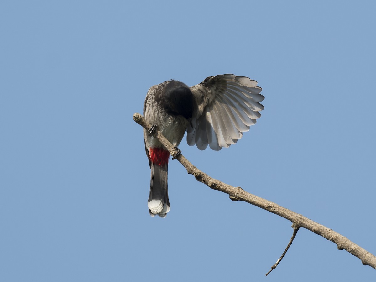 Red-vented Bulbul - ML187508691