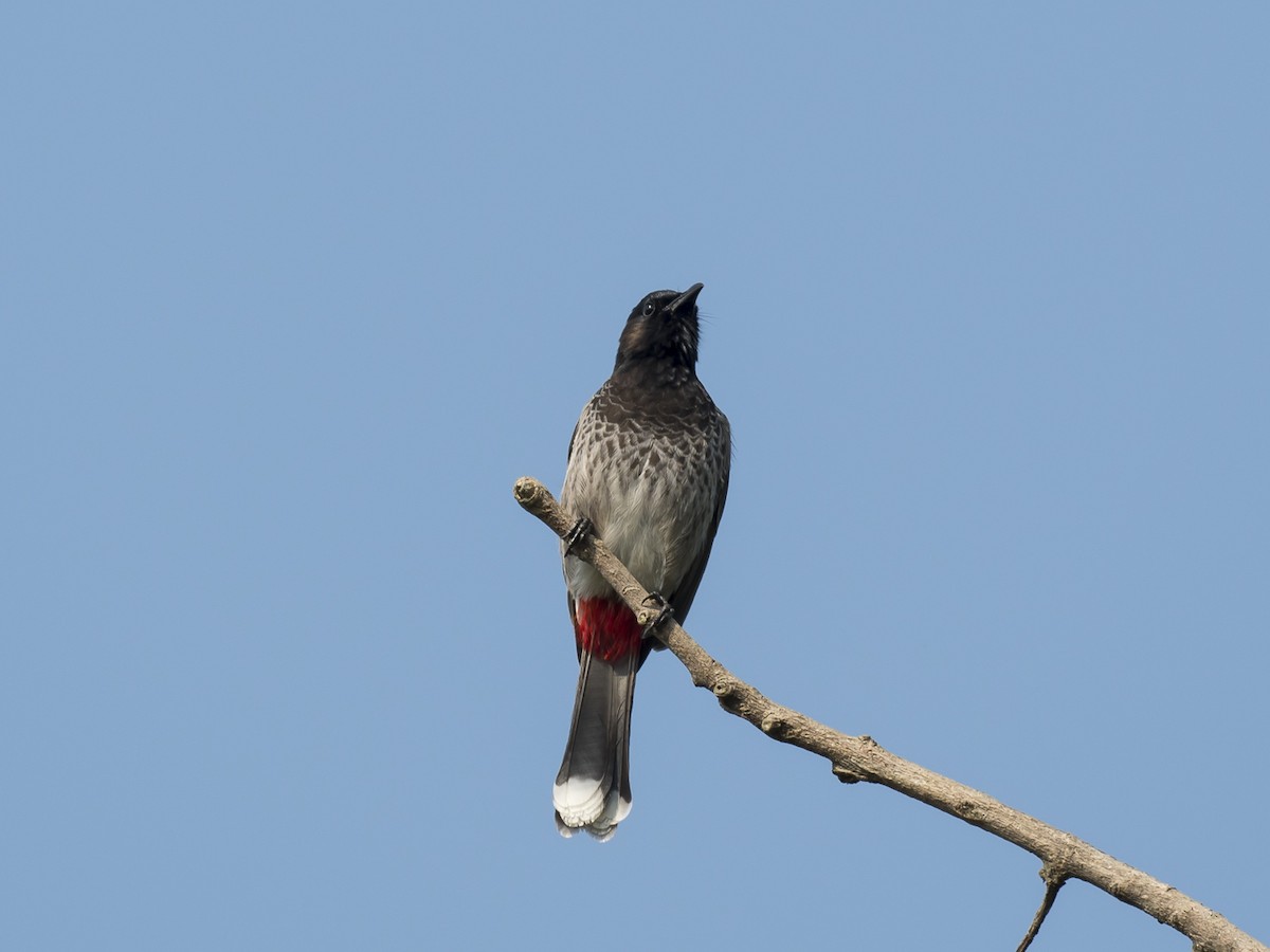 Red-vented Bulbul - ML187508701
