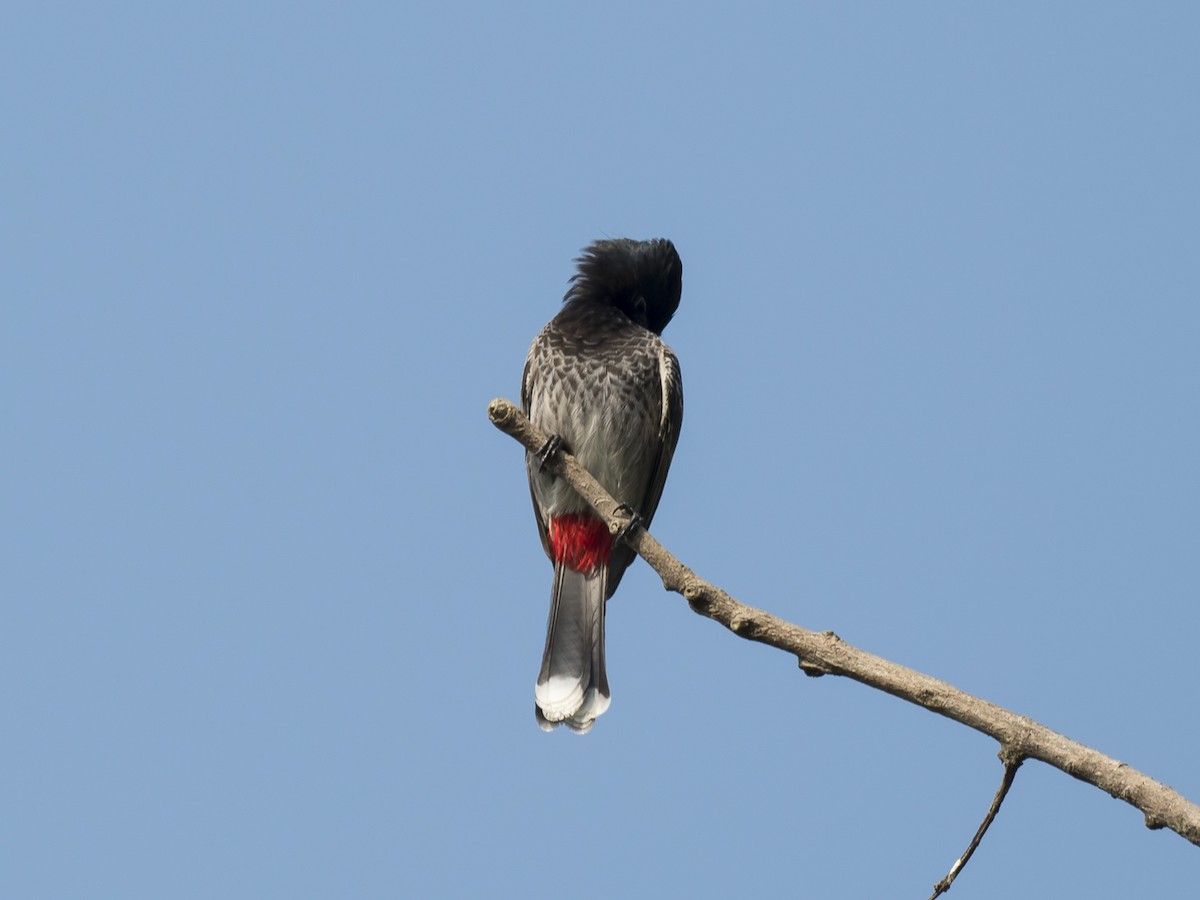 Red-vented Bulbul - ML187508711