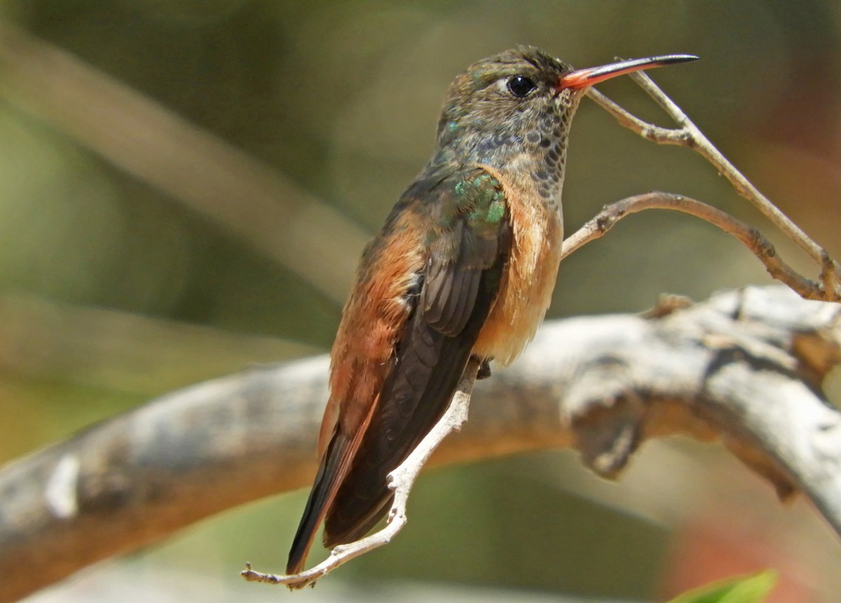 Amazilia Hummingbird - Ray Wershler