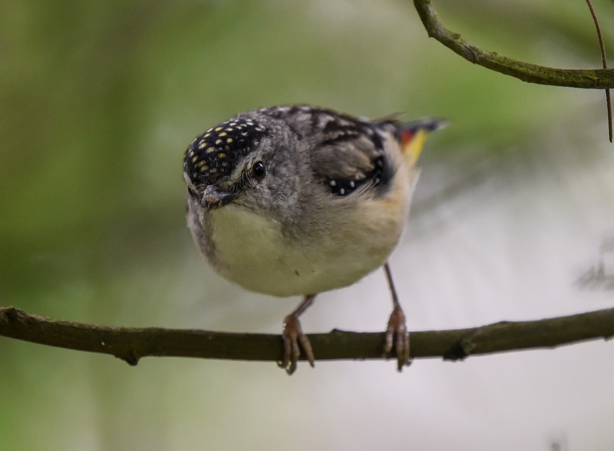 Spotted Pardalote - ML187510841