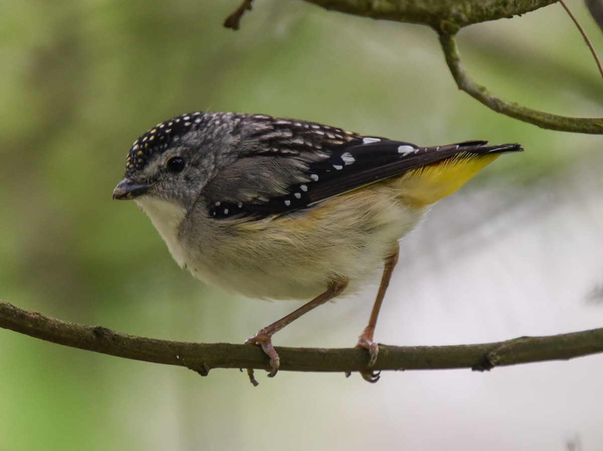 Spotted Pardalote - ML187510861