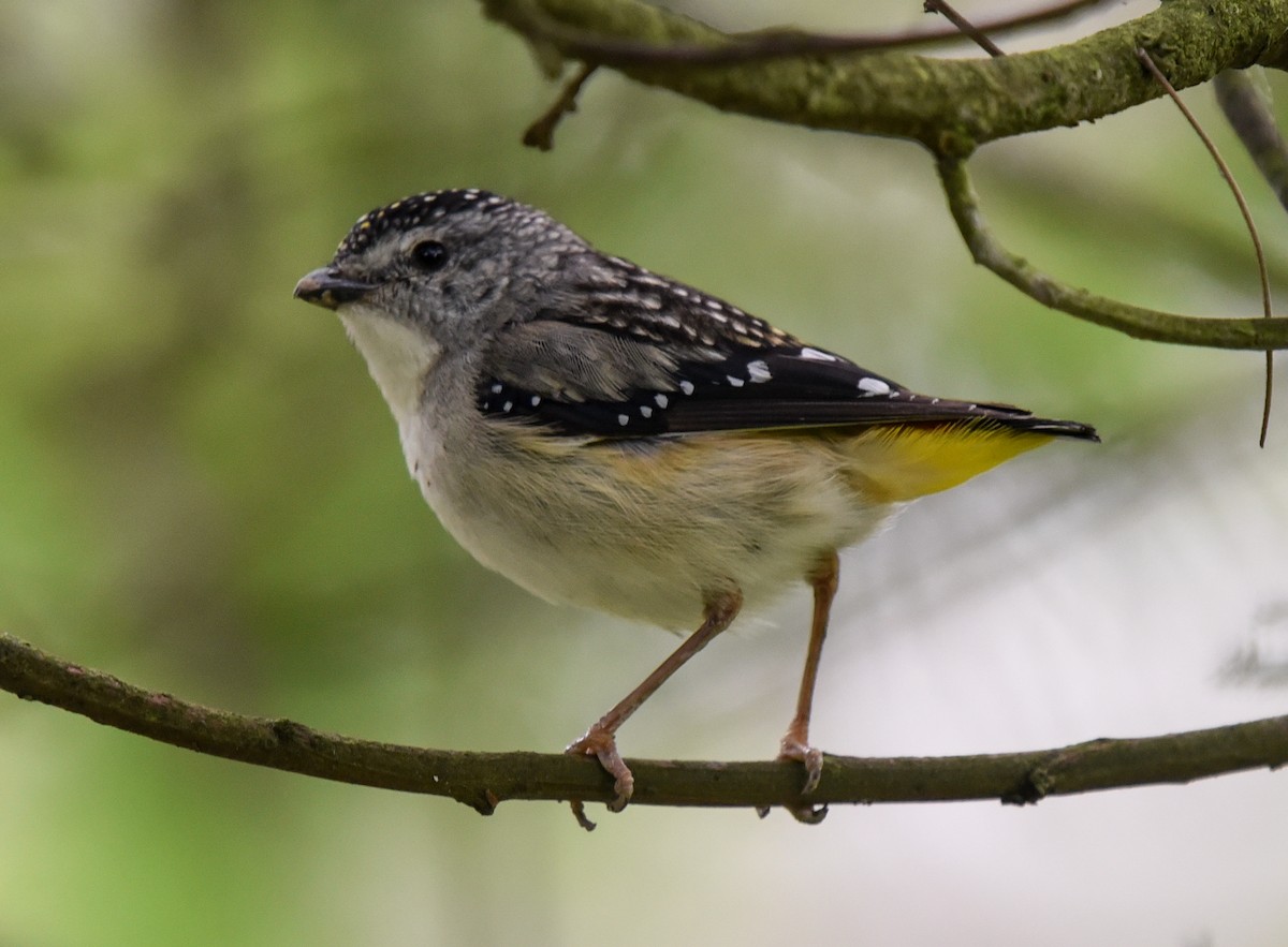 Spotted Pardalote - ML187510921