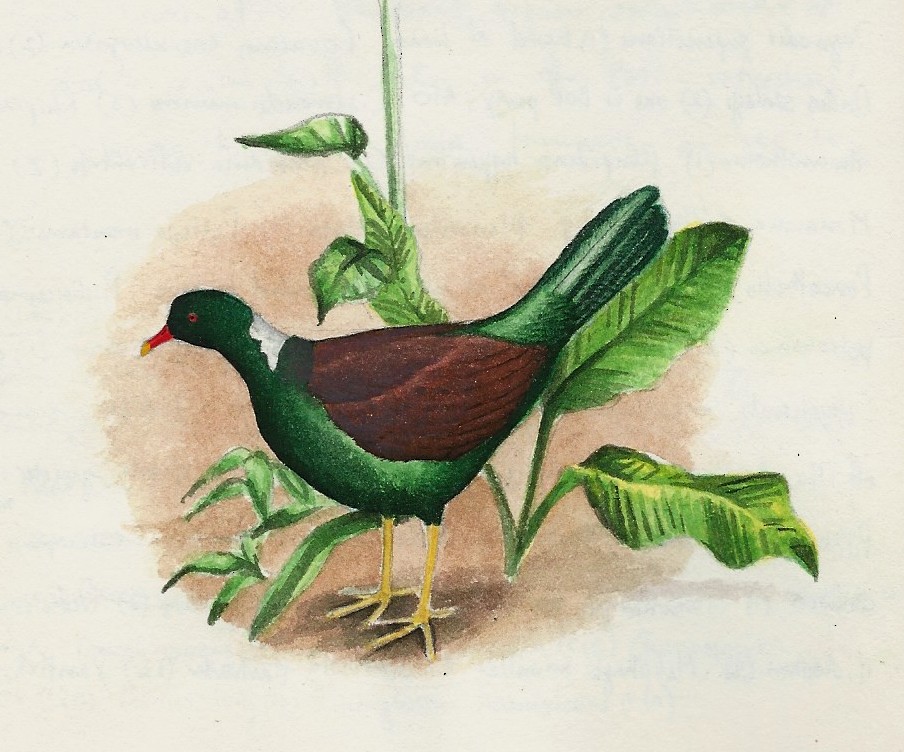 Pheasant Pigeon - Peter Burke
