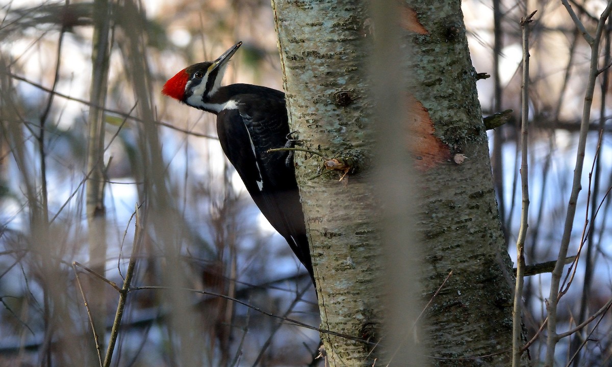 Pileated Woodpecker - Tom Long