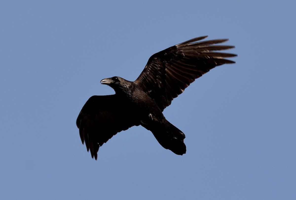 Common Raven - Tom Long