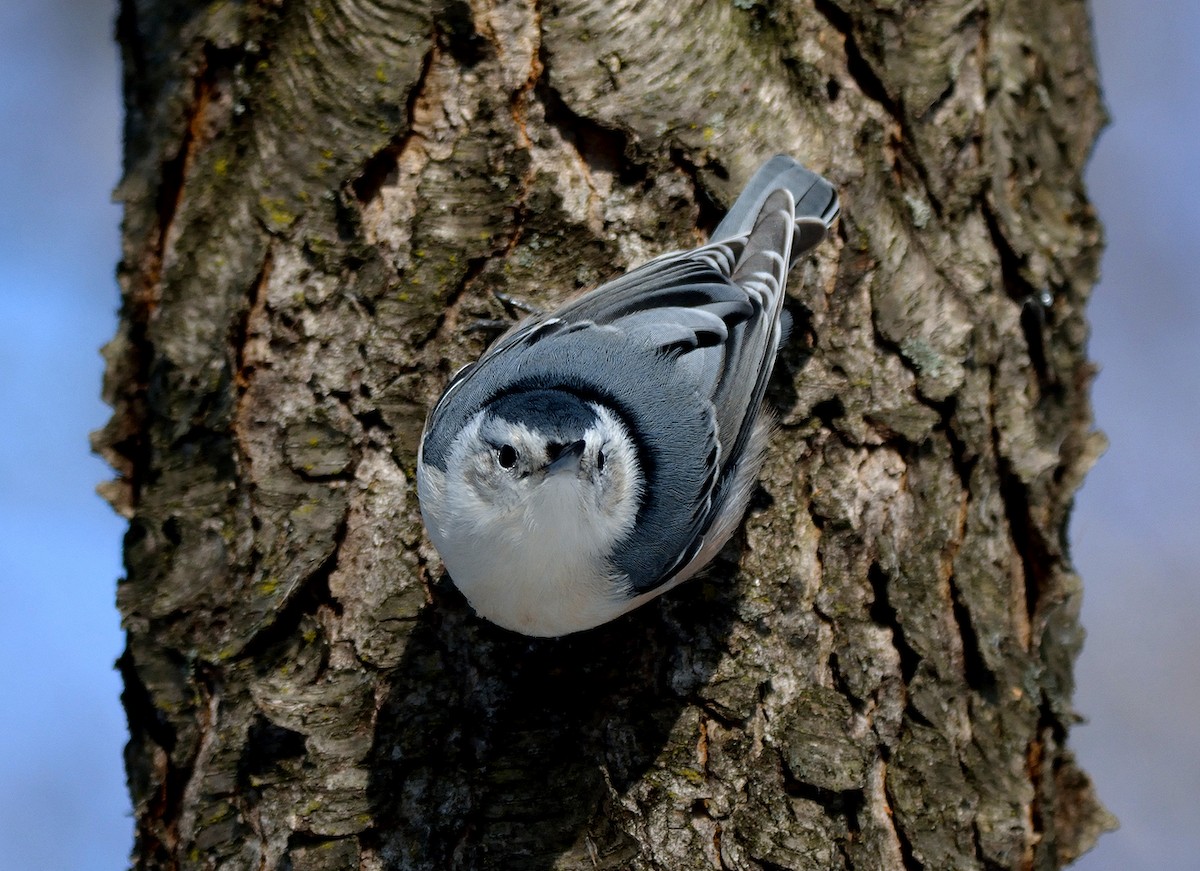 White-breasted Nuthatch - Tom Long