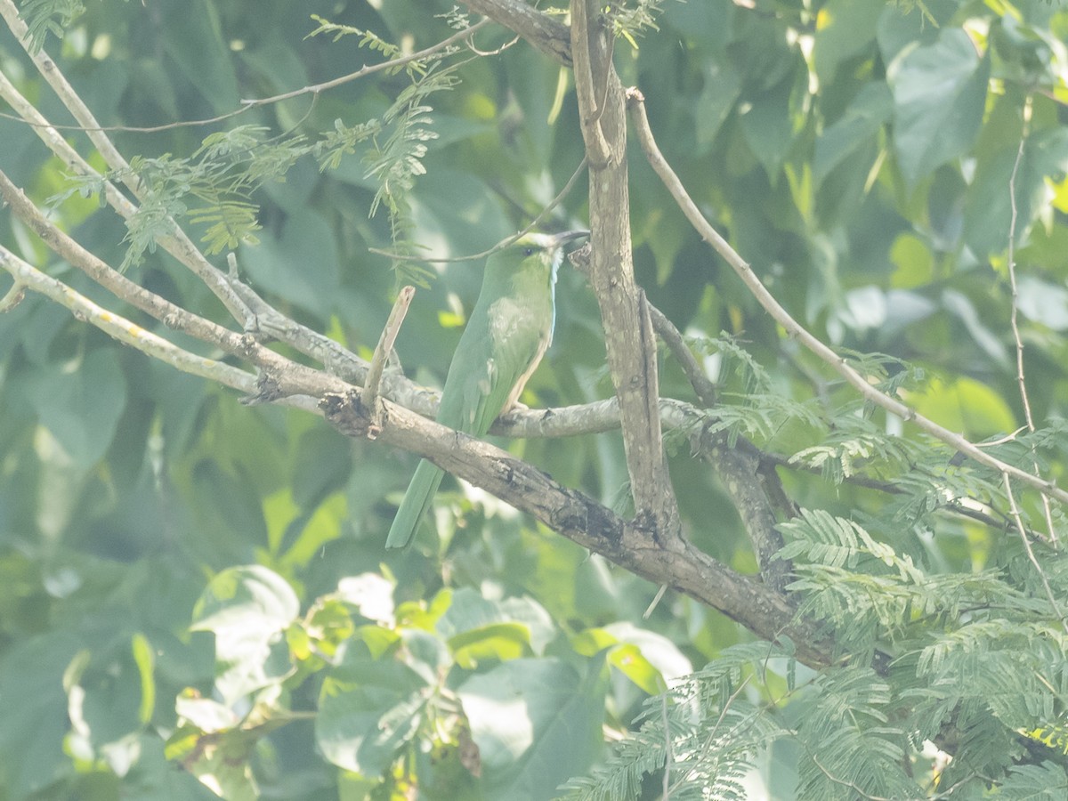 Blue-bearded Bee-eater - Subhadra Devi