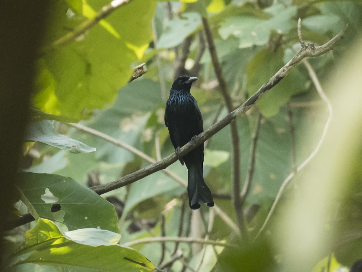 Hair-crested Drongo - ML187522471