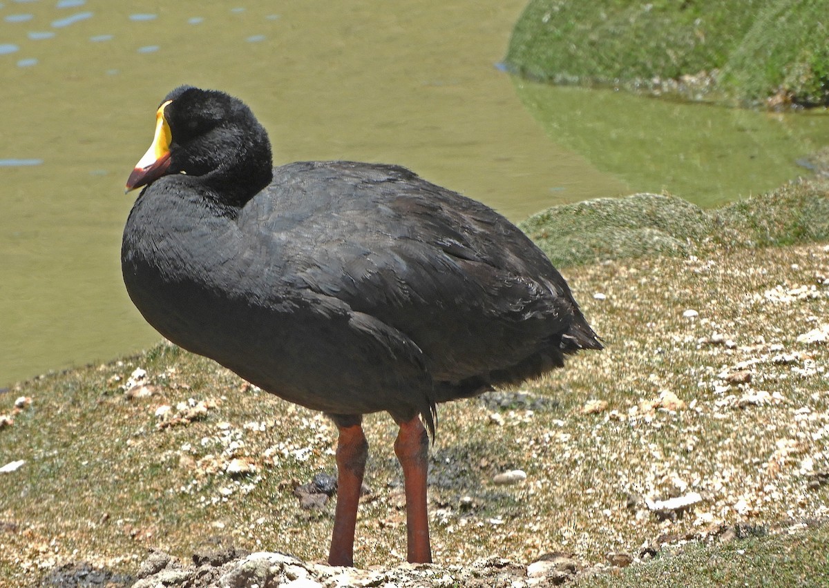 Giant Coot - ML187525691