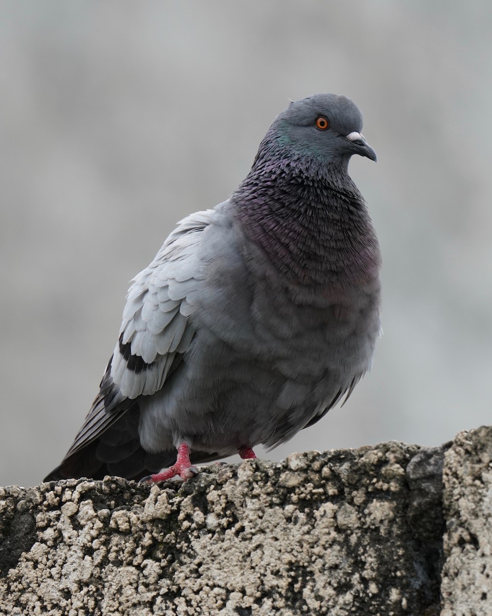 Rock Pigeon (Feral Pigeon) - Sibylle Hechtel
