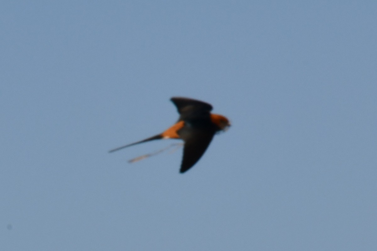 Rufous-chested Swallow - ML187529431