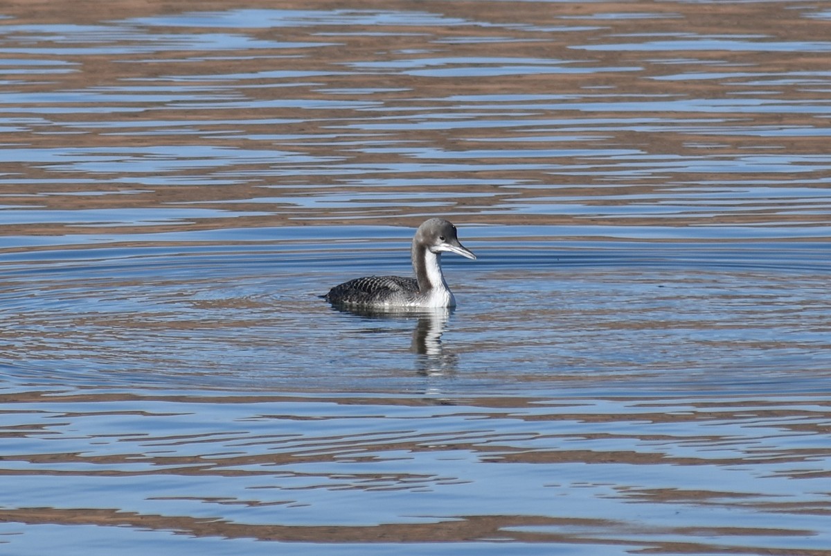 Pacific Loon - Claire H
