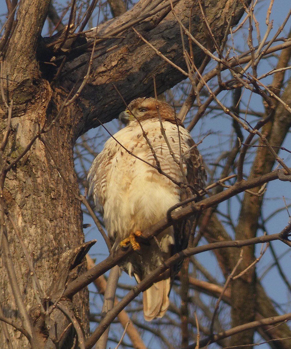 Red-tailed Hawk - ML187531411