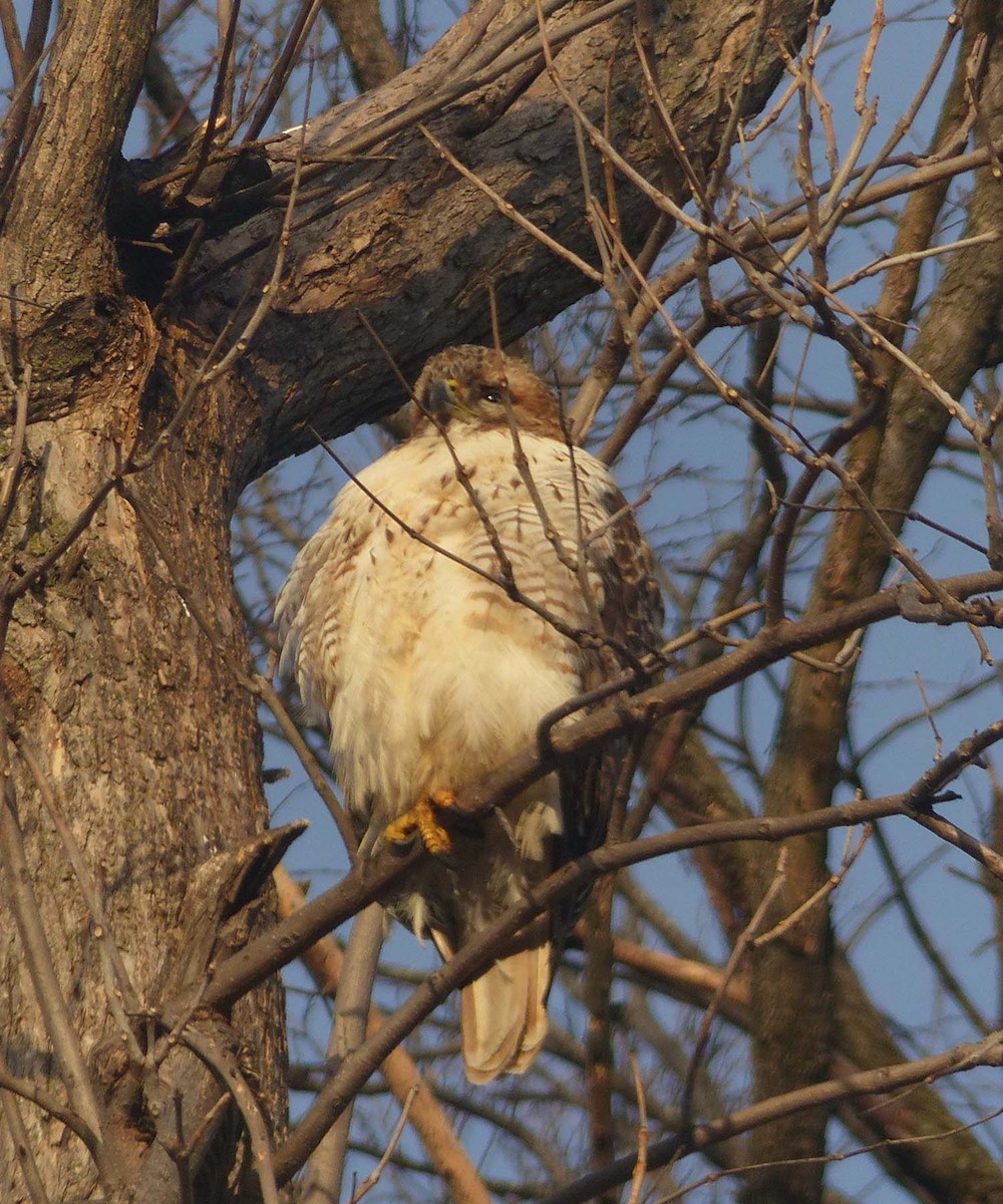 Red-tailed Hawk - ML187531441