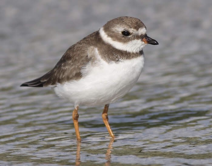 Semipalmated Plover - ML187536801