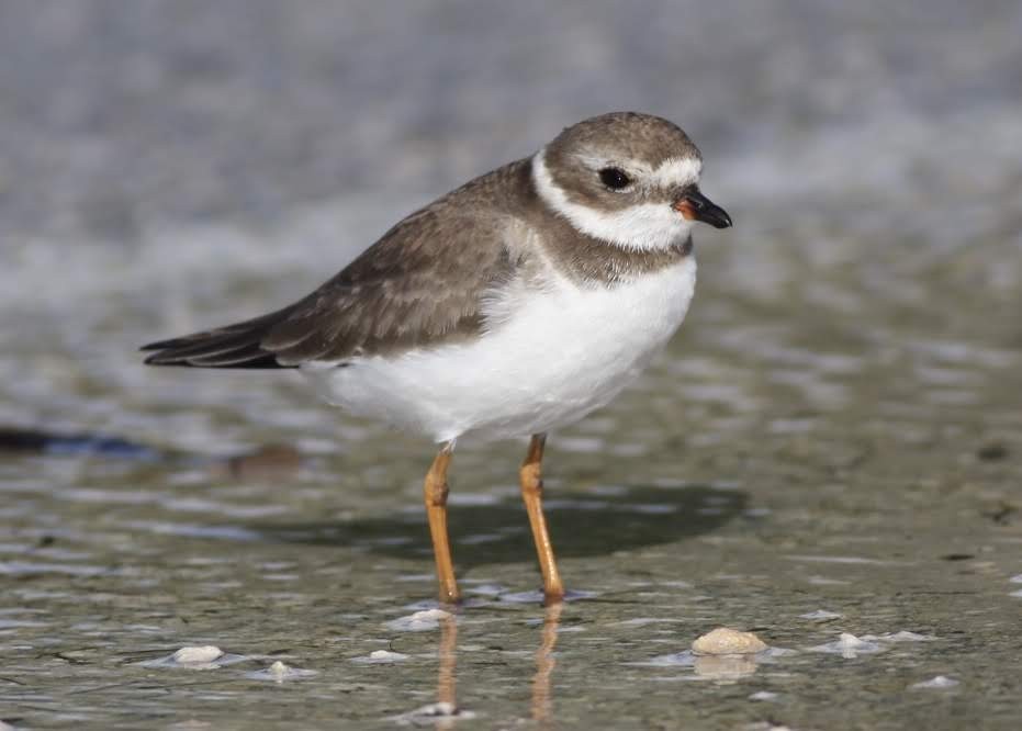 Semipalmated Plover - ML187536811