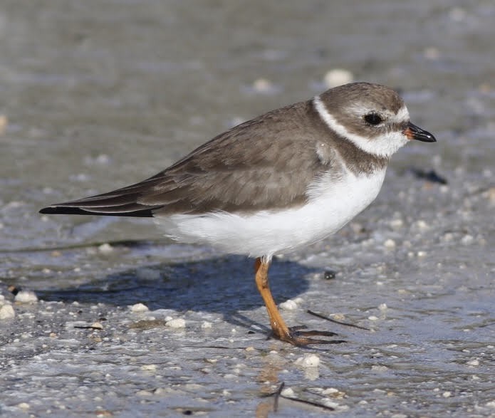 Semipalmated Plover - ML187536821
