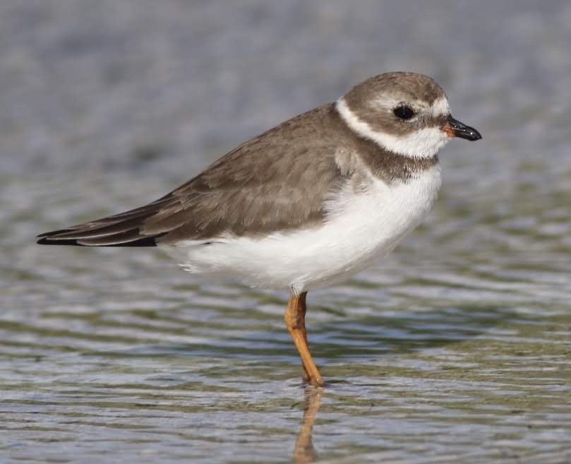 Semipalmated Plover - ML187536831