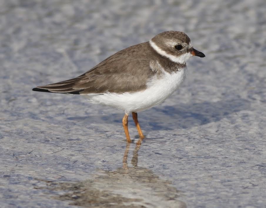 Semipalmated Plover - ML187536841