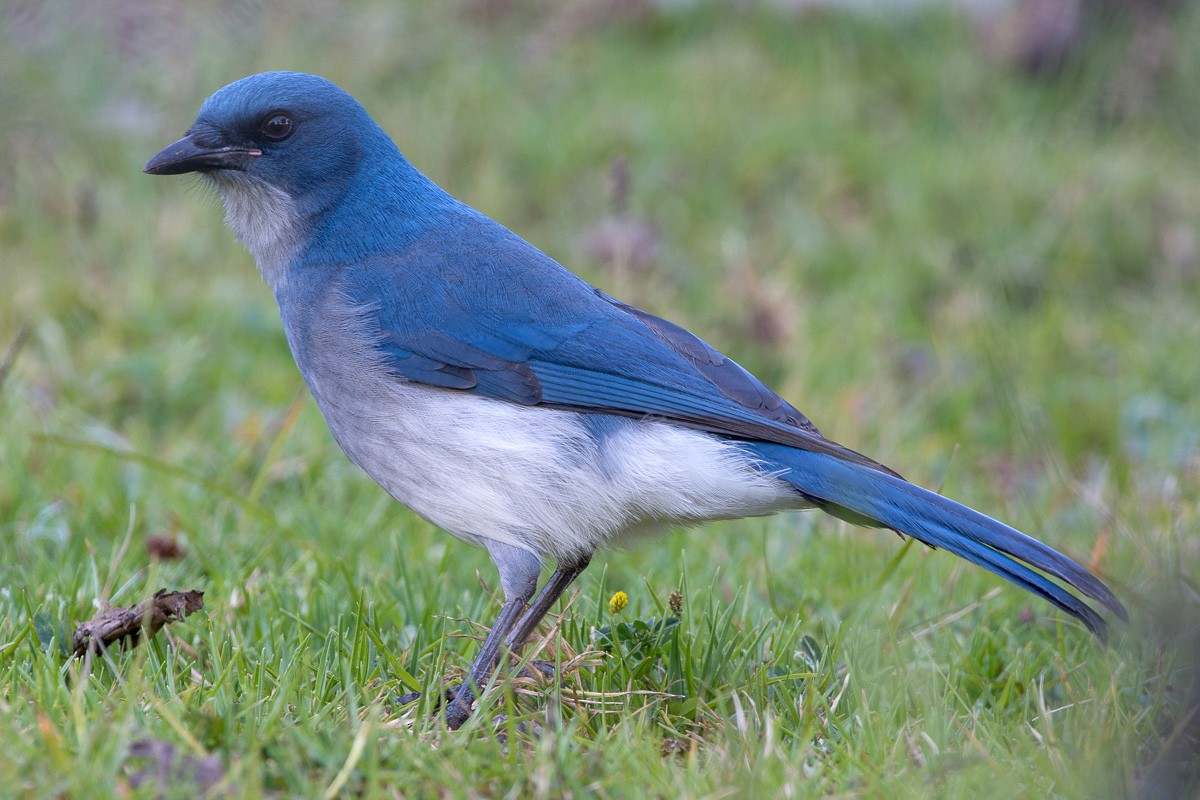 Mexican Jay - ML187540611