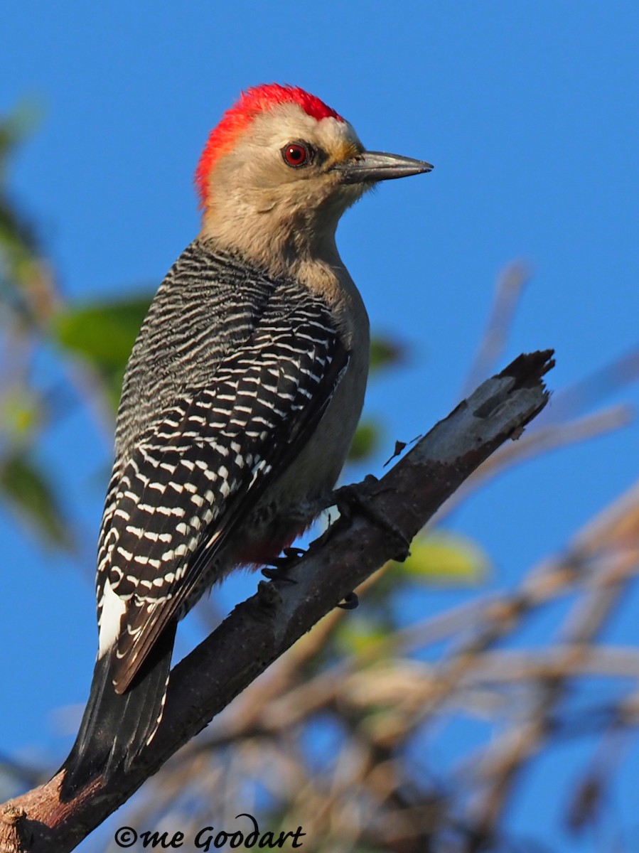 Yucatan Woodpecker - ML187541741