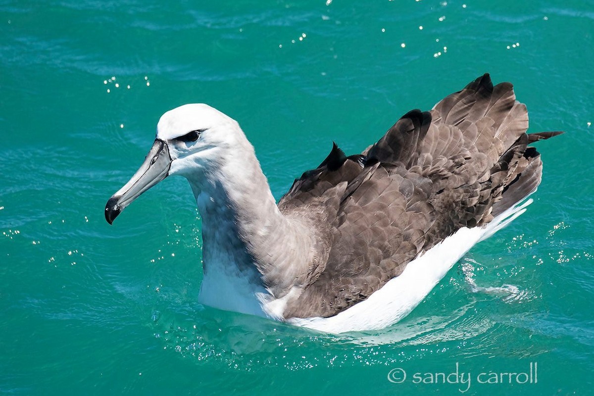 White-capped Albatross - ML187543781