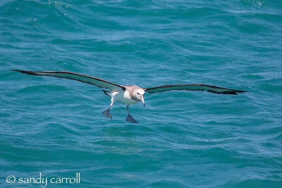 White-capped Albatross - Sandy Carroll