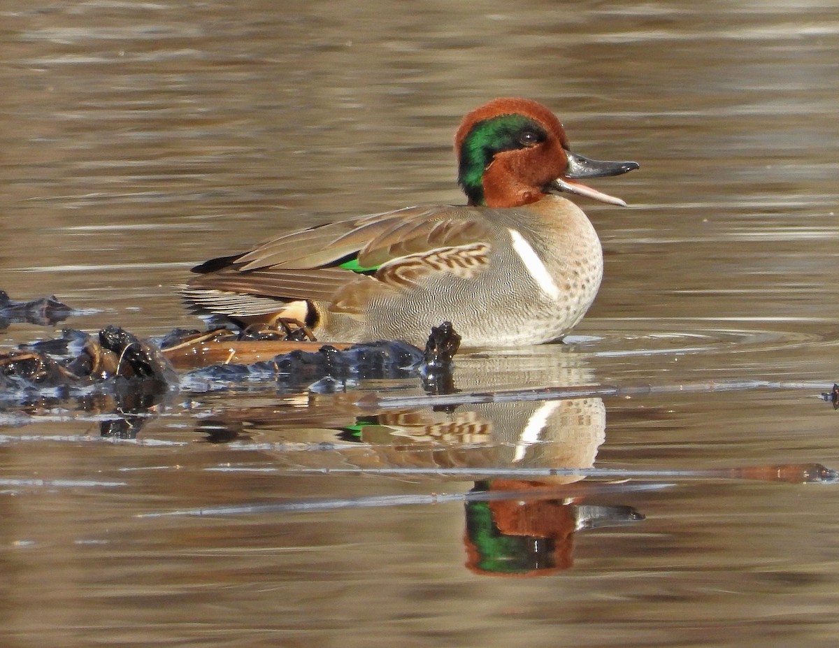 Green-winged Teal - ML187550591
