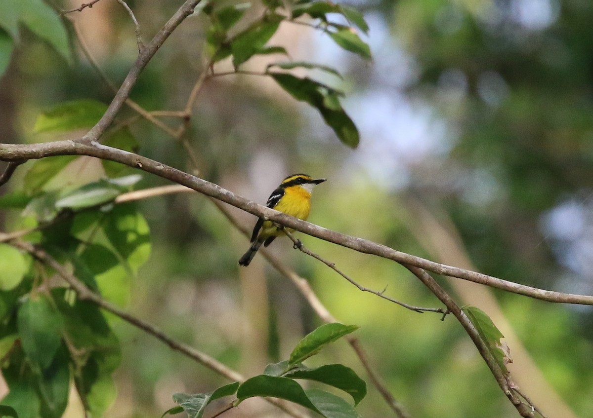 Yellow-breasted Boatbill - ML187552951