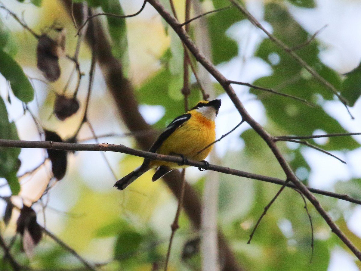 Yellow-breasted Boatbill - ML187552961