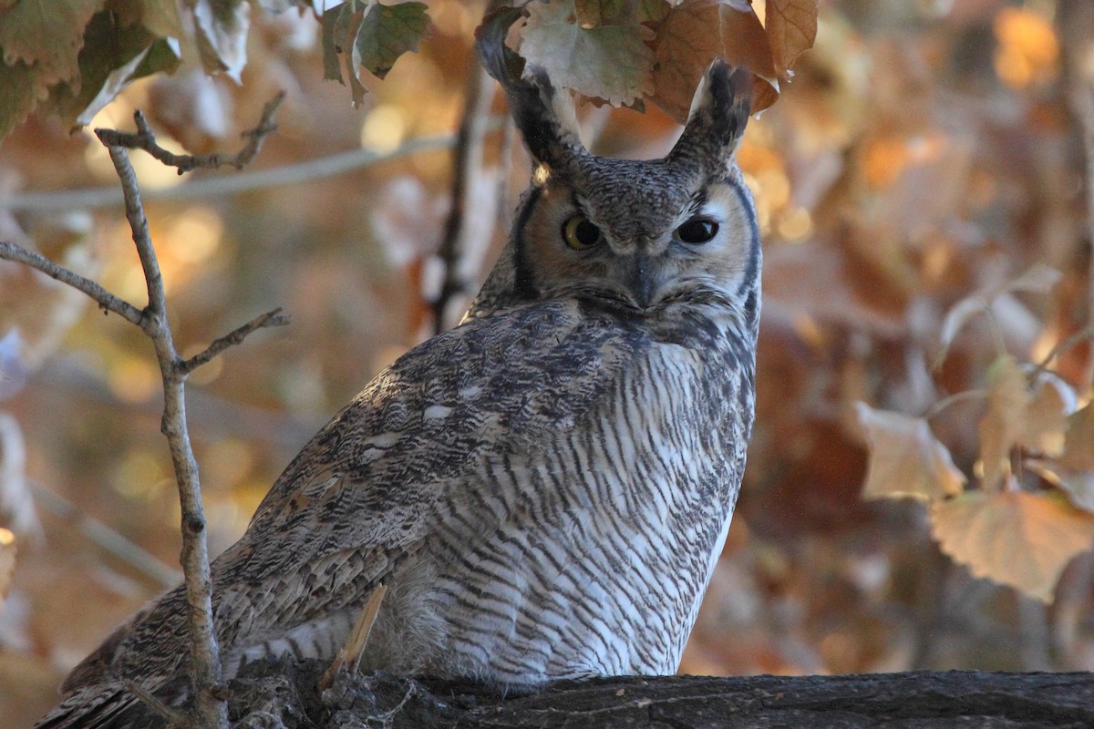 Great Horned Owl - Rob Lowry