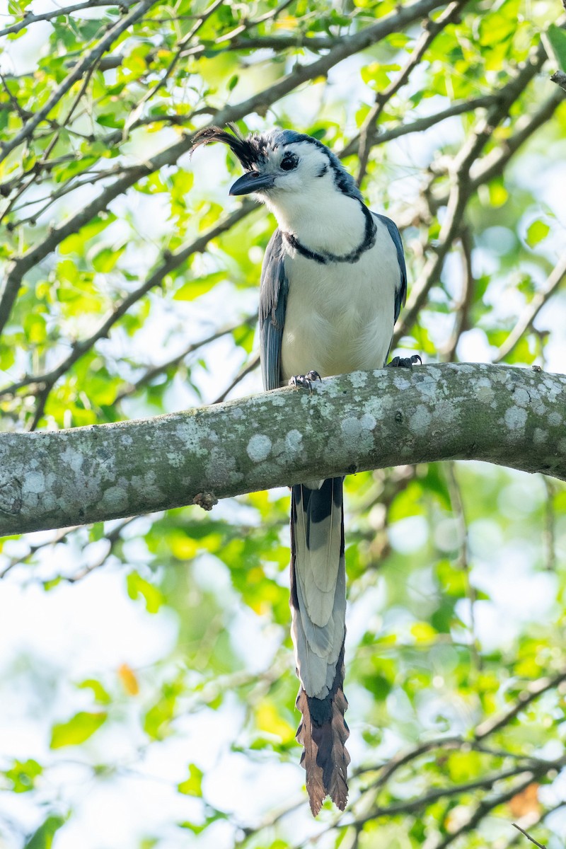 White-throated Magpie-Jay - ML187557231