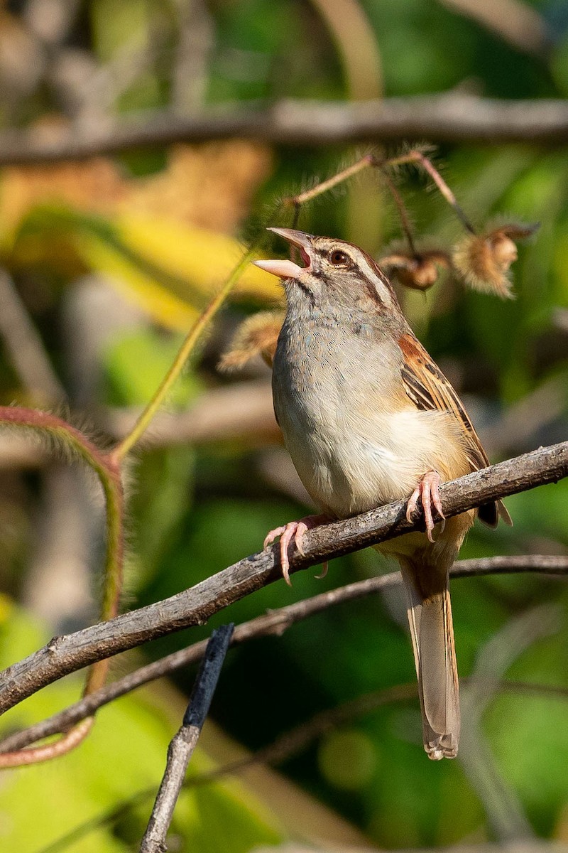 Cinnamon-tailed Sparrow - Phil Chaon