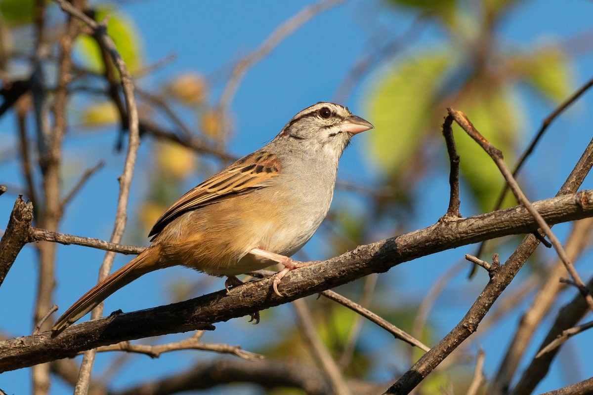 Cinnamon-tailed Sparrow - Phil Chaon