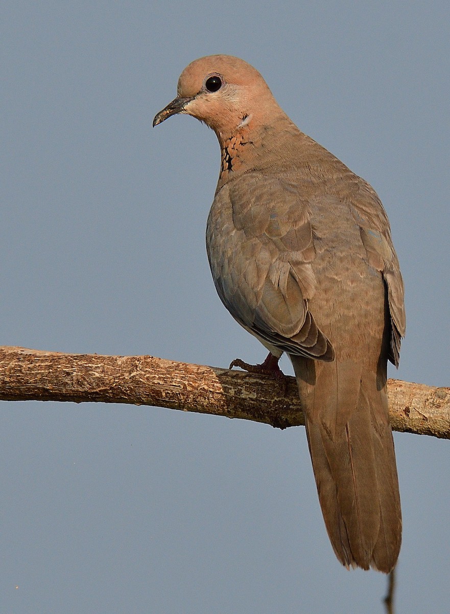 Laughing Dove - ML187558101