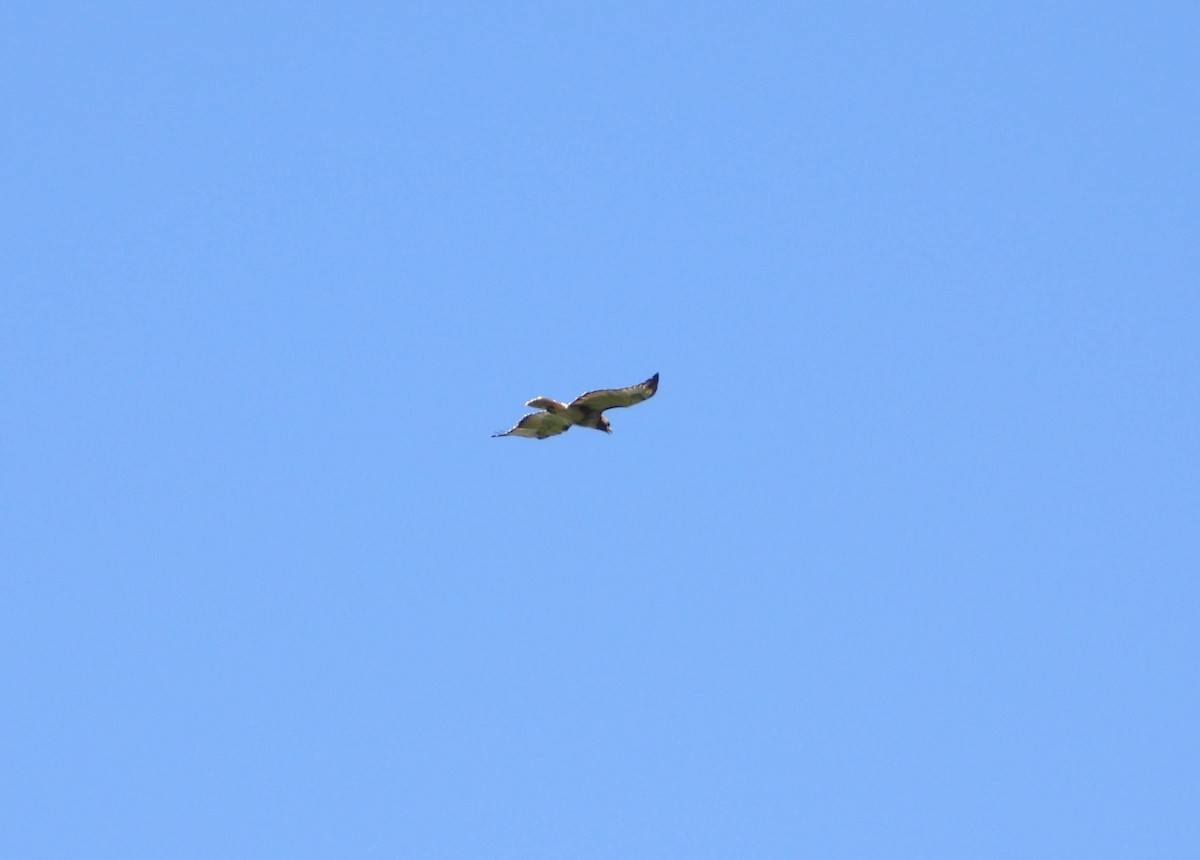 Red-tailed Hawk - Mourad Jabra