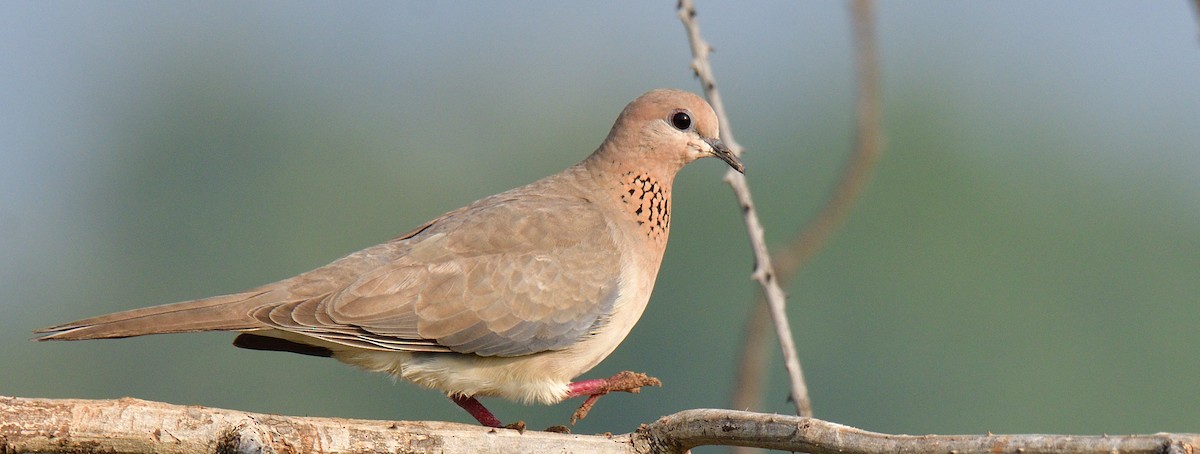 Laughing Dove - ML187558781