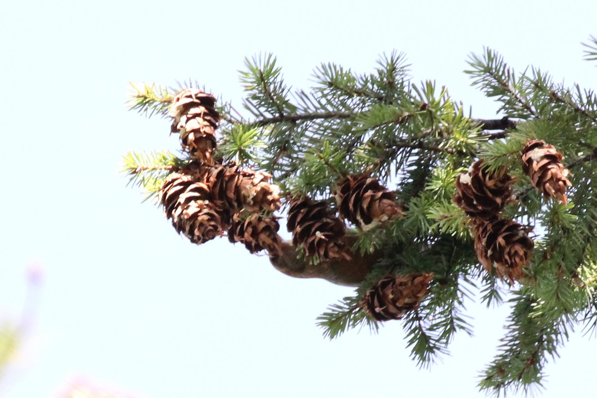 Red Crossbill (Ponderosa Pine or type 2) - ML187560331