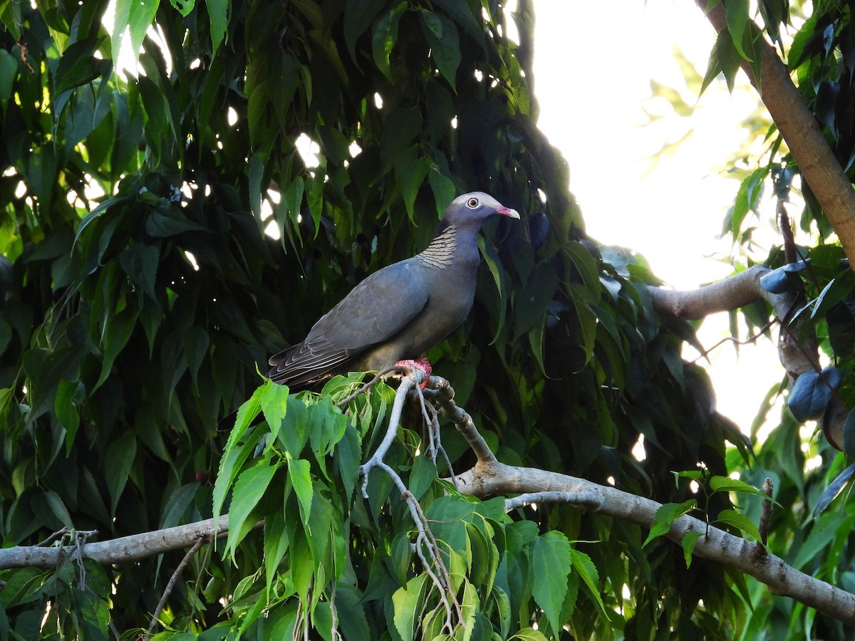 White-crowned Pigeon - ML187561371