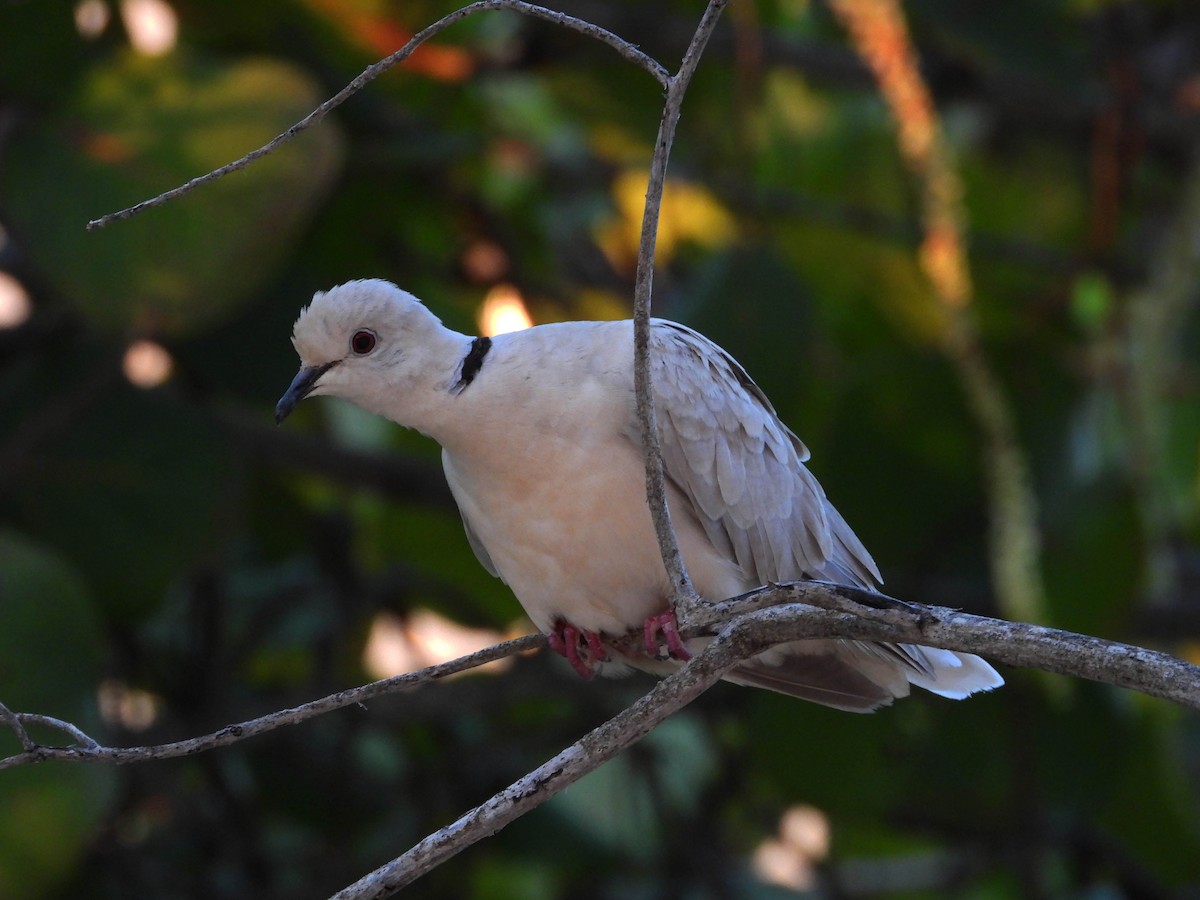 Eurasian Collared-Dove - Mourad Jabra