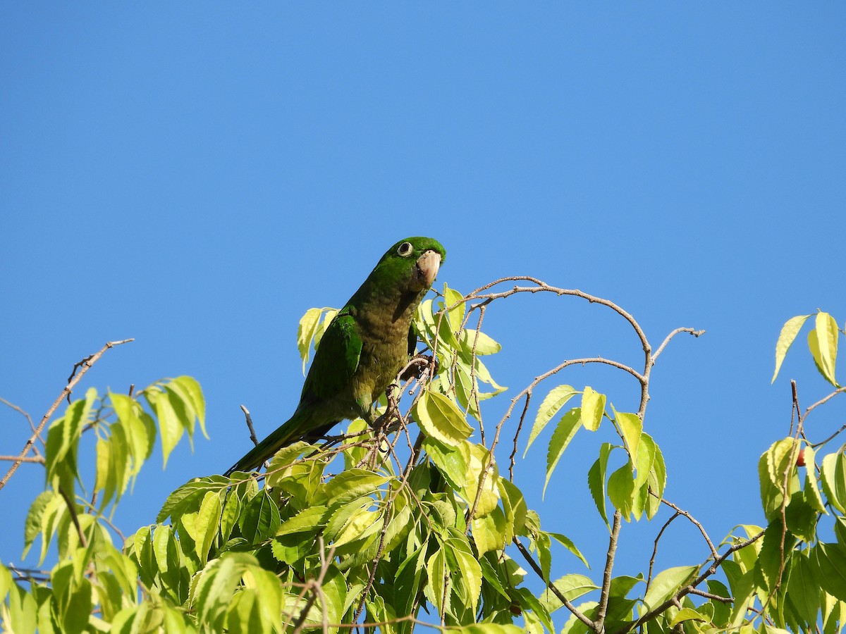 Olive-throated Parakeet - ML187563731