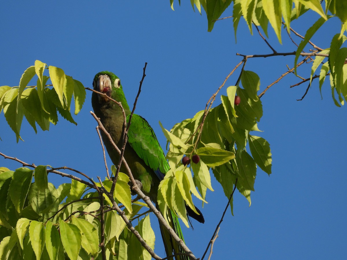 Olive-throated Parakeet - ML187563771