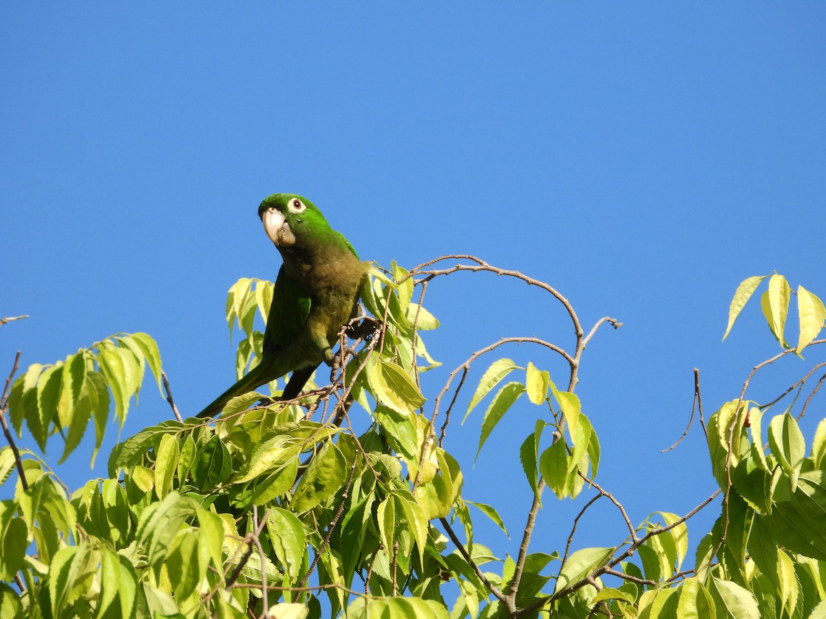 Olive-throated Parakeet - Mourad Jabra
