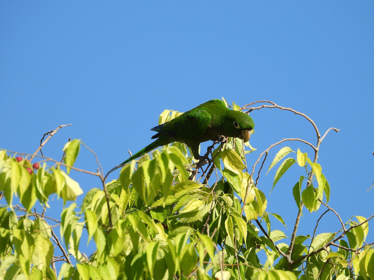 Olive-throated Parakeet - ML187563821
