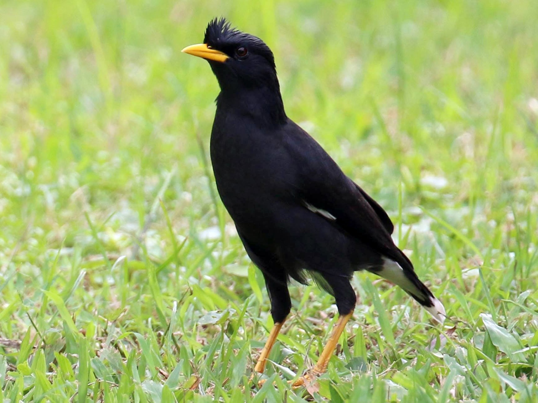 Great Myna - eBird