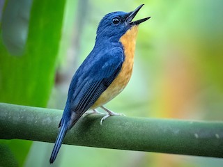  - Large Blue Flycatcher