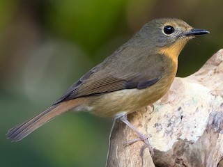 雌鳥 - Ayuwat Jearwattanakanok - ML187564421