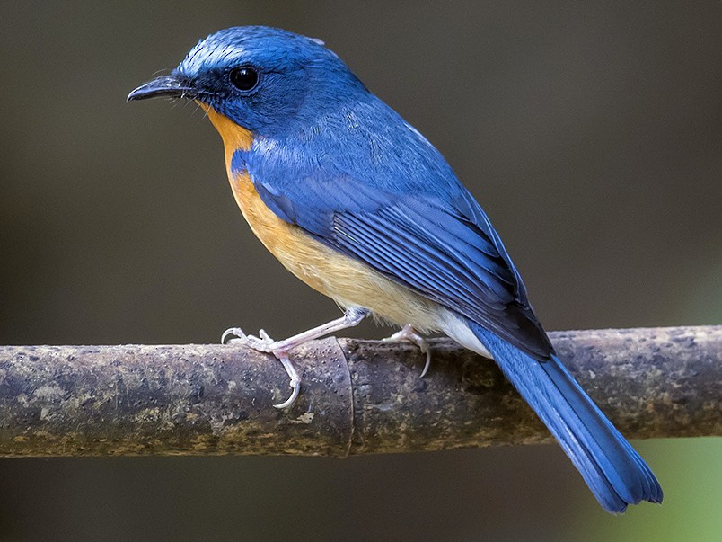 Hill Blue Flycatcher - Matthew Kwan